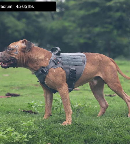 Tactical Dog Harness ,Medium Size, 2X Metal Buckle,Working Dog MOLLE Vest with Handle,No Pulling Front Leash Clip,Hook and Loop Panel